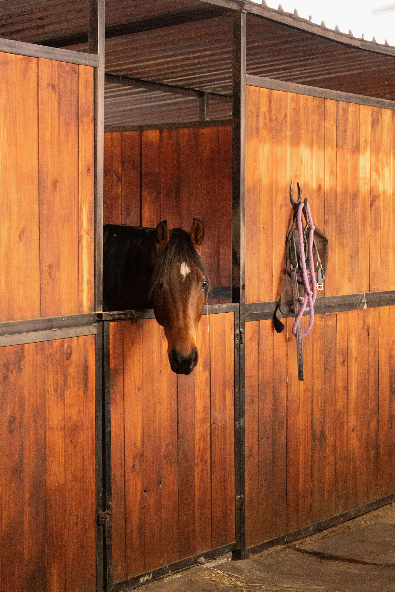 Horse looking out of a stable